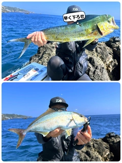 シイラの釣果