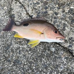 クロホシフエダイ