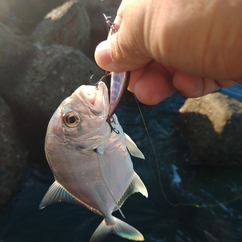 メッキの釣果