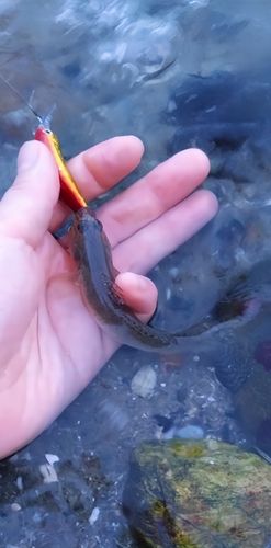 ハゼの釣果