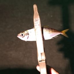アジ