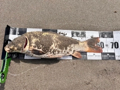 ニゴイの釣果