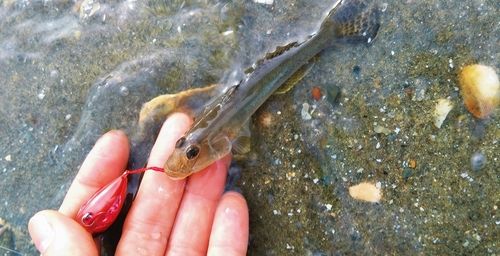 ハゼの釣果
