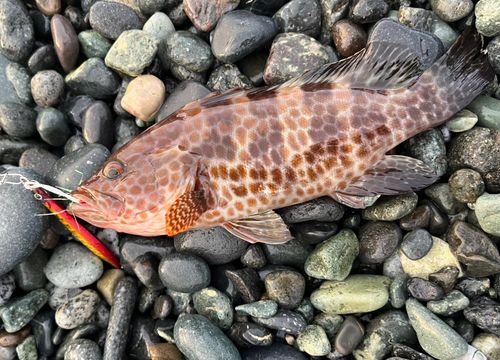 オオモンハタの釣果