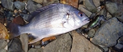 キビレの釣果