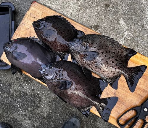 イシガキダイの釣果