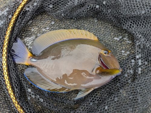ニセカンランハギの釣果