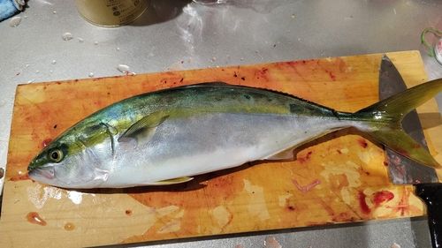 相模湾