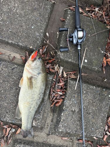 びん沼川