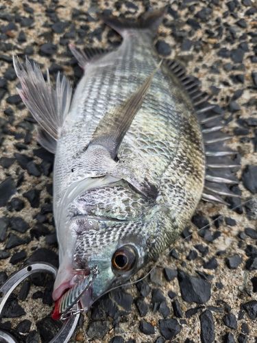 チヌの釣果