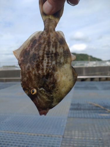 豊浜漁港