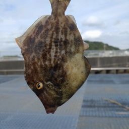 カワハギ