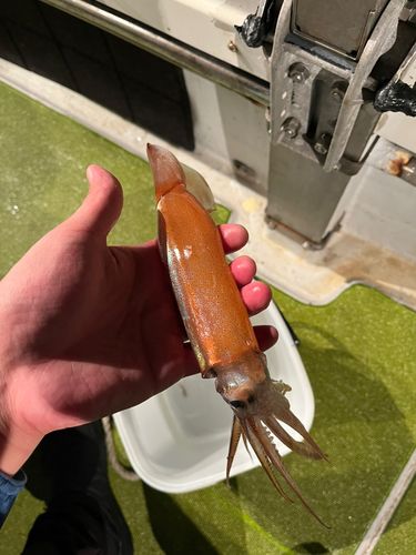 スルメイカの釣果