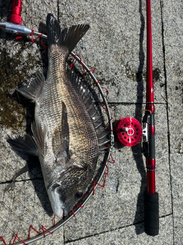 クロダイの釣果