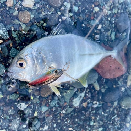 西湘サーフ