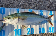 ハマチの釣果