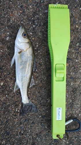 セイゴ（マルスズキ）の釣果