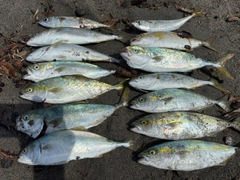 ワカシの釣果