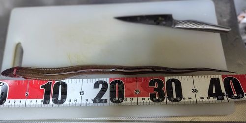 アナゴの釣果