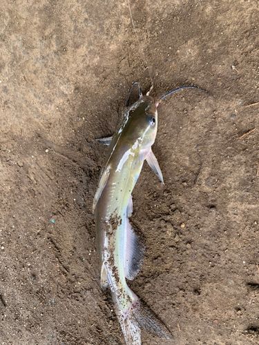 アメリカナマズの釣果
