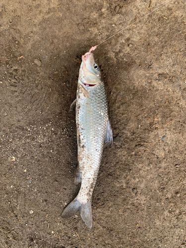 ニゴイの釣果