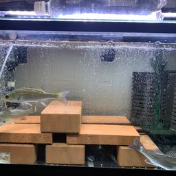 シーバス