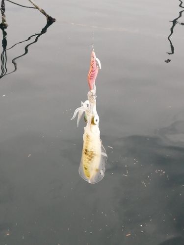 津久見湾