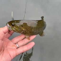 スモールマウスバス