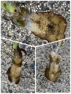 アオリイカの釣果