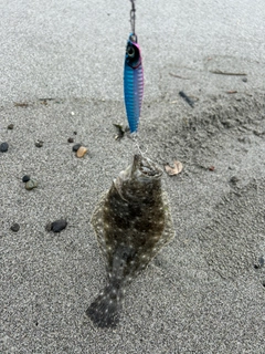 ソゲの釣果