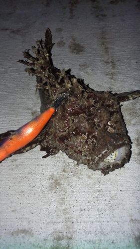 オニオコゼの釣果