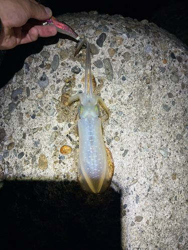 直江津沖