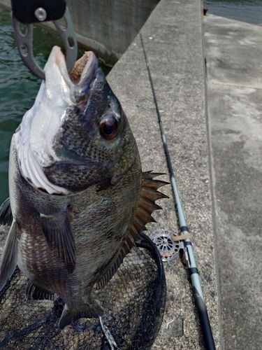 クロダイの釣果
