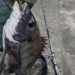 クロダイ