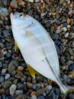 メッキの釣果