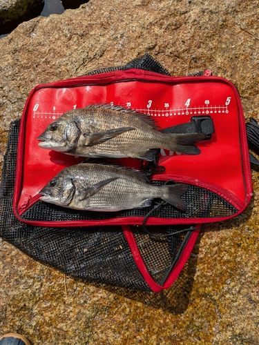 チヌの釣果
