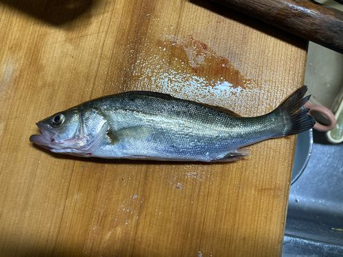 セイゴ（タイリクスズキ）の釣果