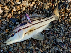 シマイサキの釣果