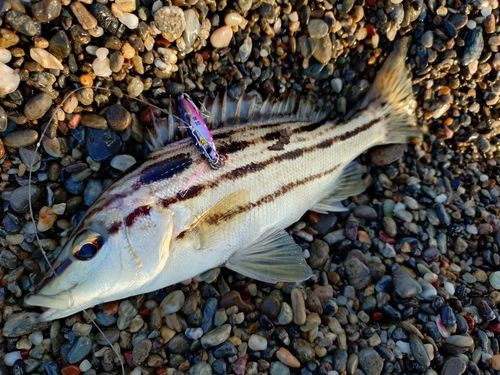 シマイサキの釣果