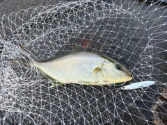 ショゴの釣果