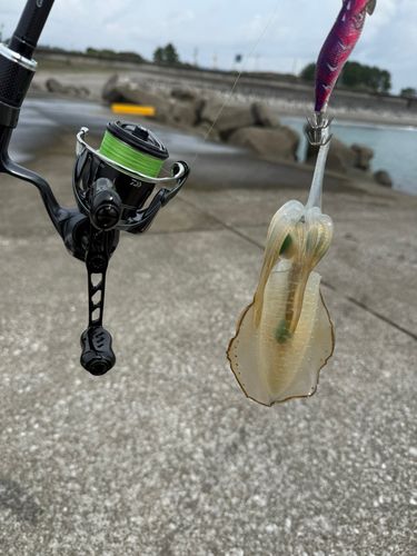 桂浜