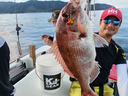 マダイの釣果