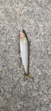 アユの釣果