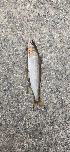 アユの釣果