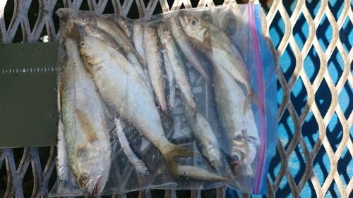 本牧海づり施設