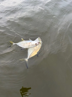 メッキの釣果