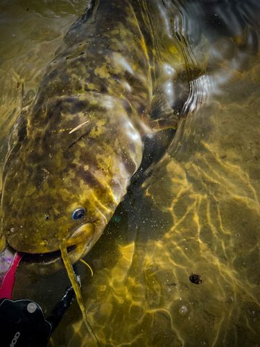 ナマズの釣果
