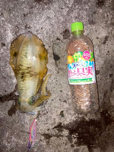 越前海岸