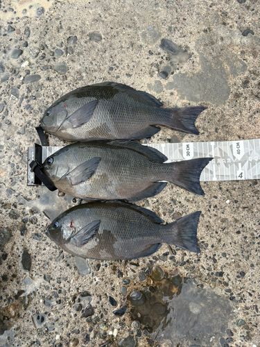 表浜名湖