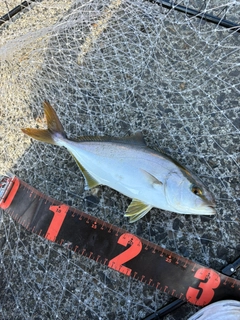 ショゴの釣果